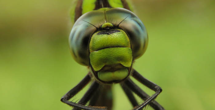 Aeschne bleue