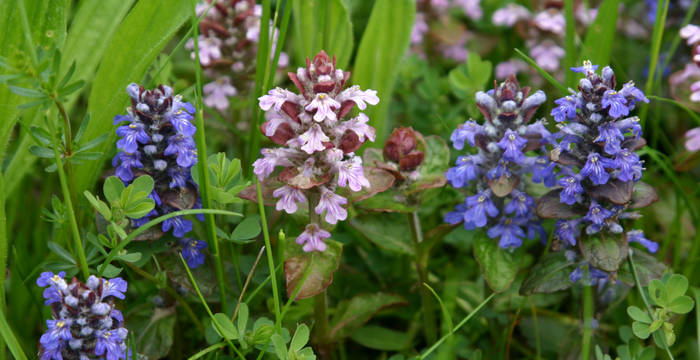 Prairies de Bugles rampants