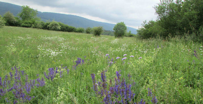 Prairie nord de notre réserve du Banné