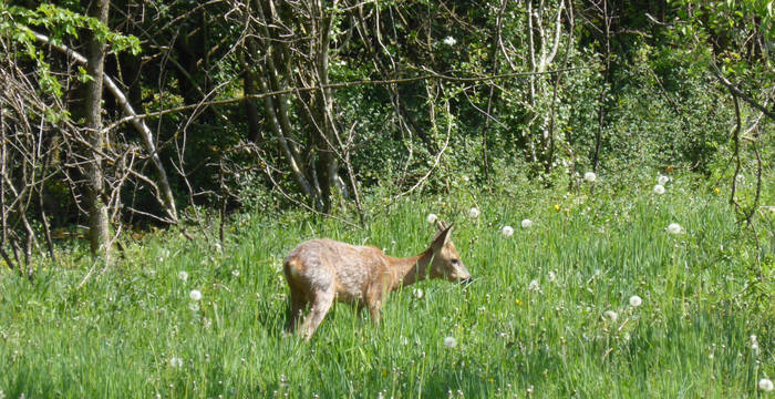 Les vies de Roggenburg sont aussi appréciées par les chevreuils !