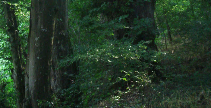 Forêt de Beaupré © Marc Tourette