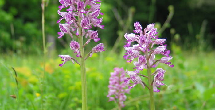 Orchis