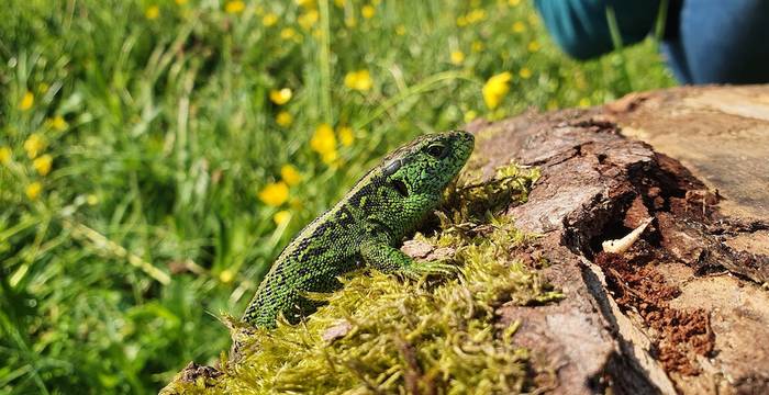 Lézard agile observé à Essertfallon sur un tas de bois du projet © Quentin Kohler