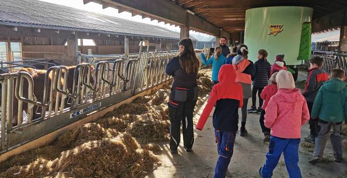 Entourés de vaches