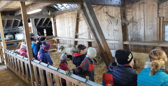 dans l'enclos des moutons