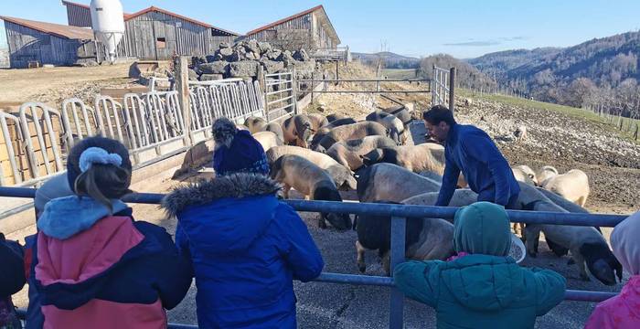 Nourrir les cochons