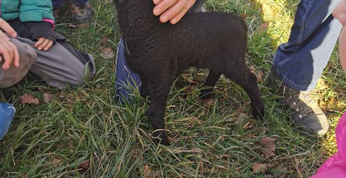 Le biberon pour l'agneau