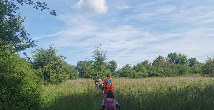 Dans les hautes herbes