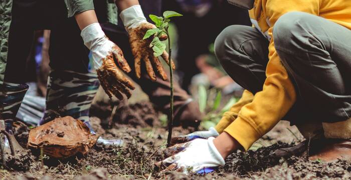 Plantation