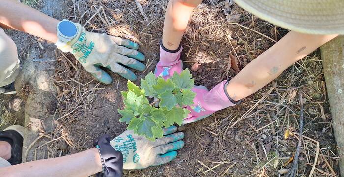 Volonterra - Plantation d'arbustes