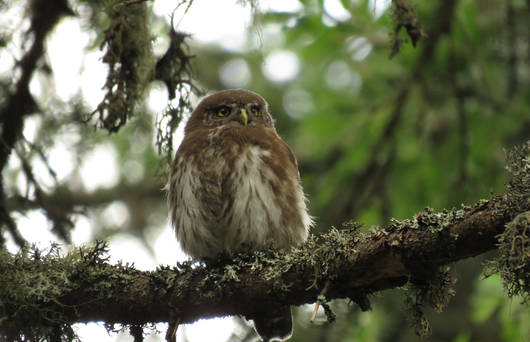 Chevêchette d'Europe Glaucidium passerium