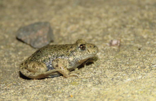 Crapaud accoucheur © Gauvain Saucy