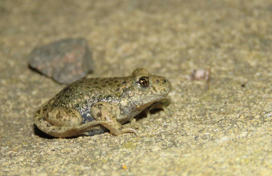 Crapaud accoucheur