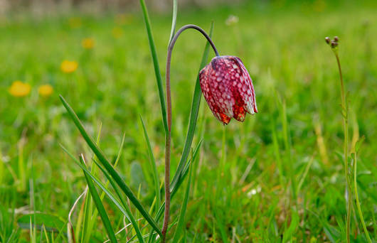 Fritillaire pintade de Clairbief