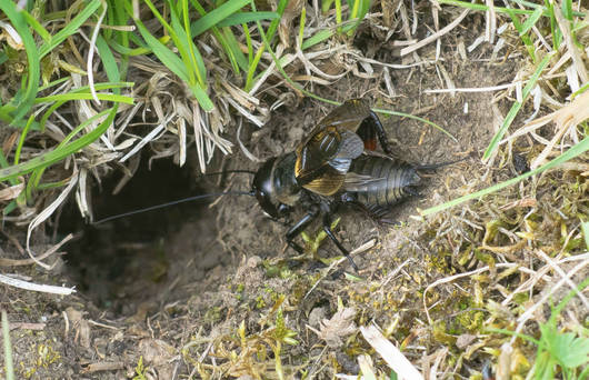 Grillon des champs mâle Gryllus campestris L. stridulant devant son terrier : les élytres relevées produisent le chant, en-dessous les ailes sont repliées en éventail.