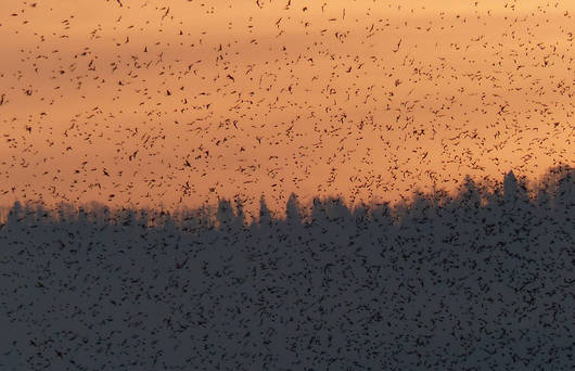 Vol de Pinsons du nord dans la vallée de Delémont au coucher du soleil