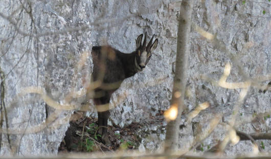 Chamois