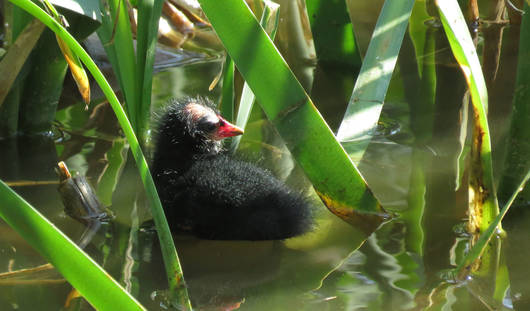 Jeune Gallinule Poule d'eau