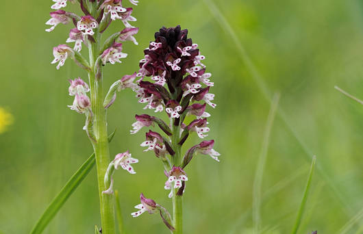 Orchis brûlé