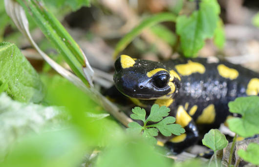 Les côtes du Doubs abritent une importante population de Salamandre tachetée.