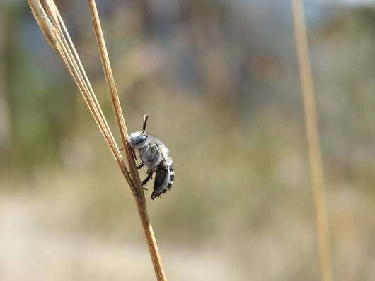 Amegilla albigena