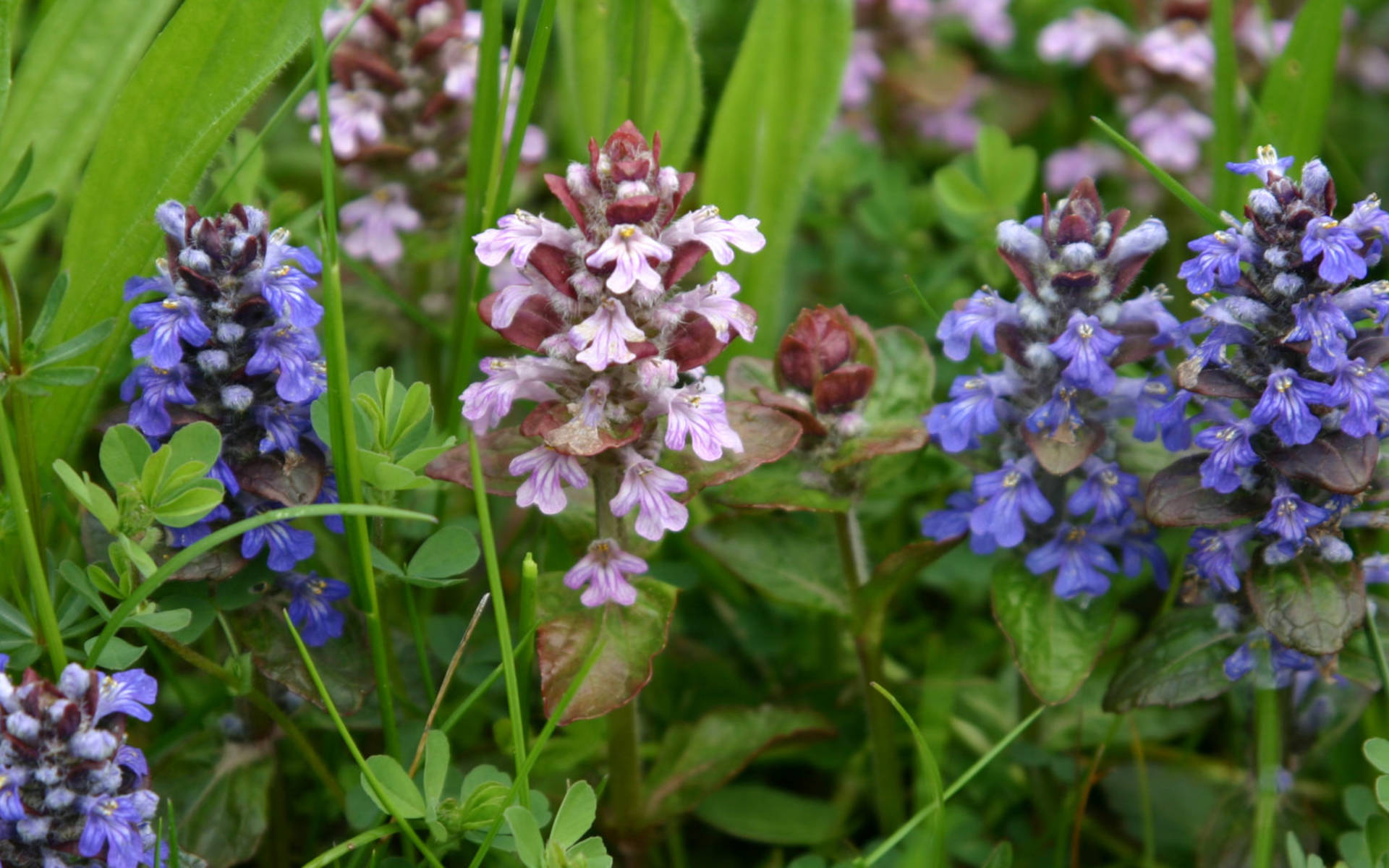 Prairies de Bugles rampants © Sylvie Egger