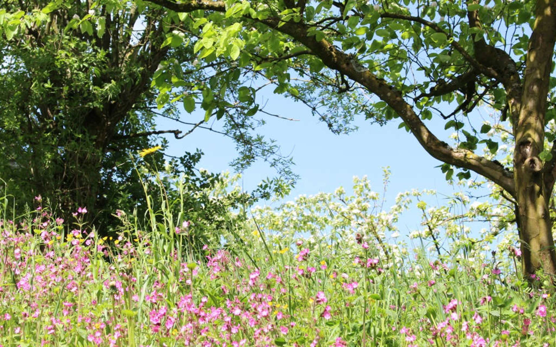 Des jardins de couleur © Thérèse Egger