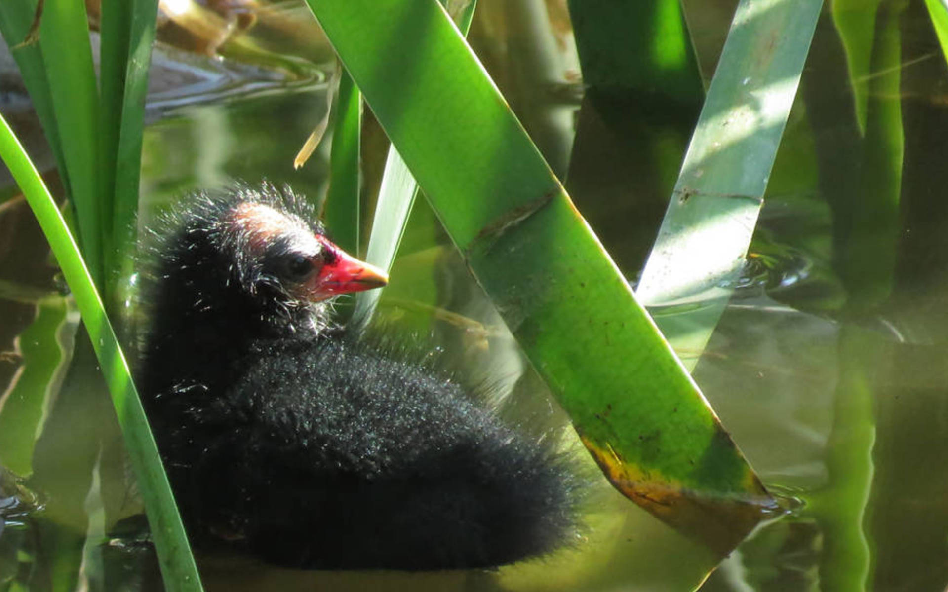 Jeune Pallinule poule d'eau © Gauvain Saucy