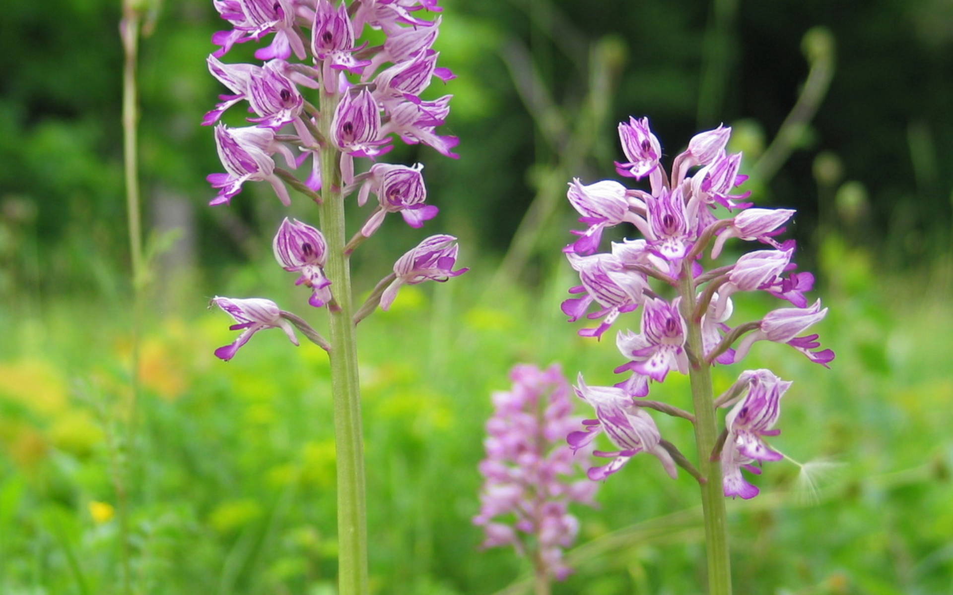 Orchis © Sylvie Egger-Boegli
