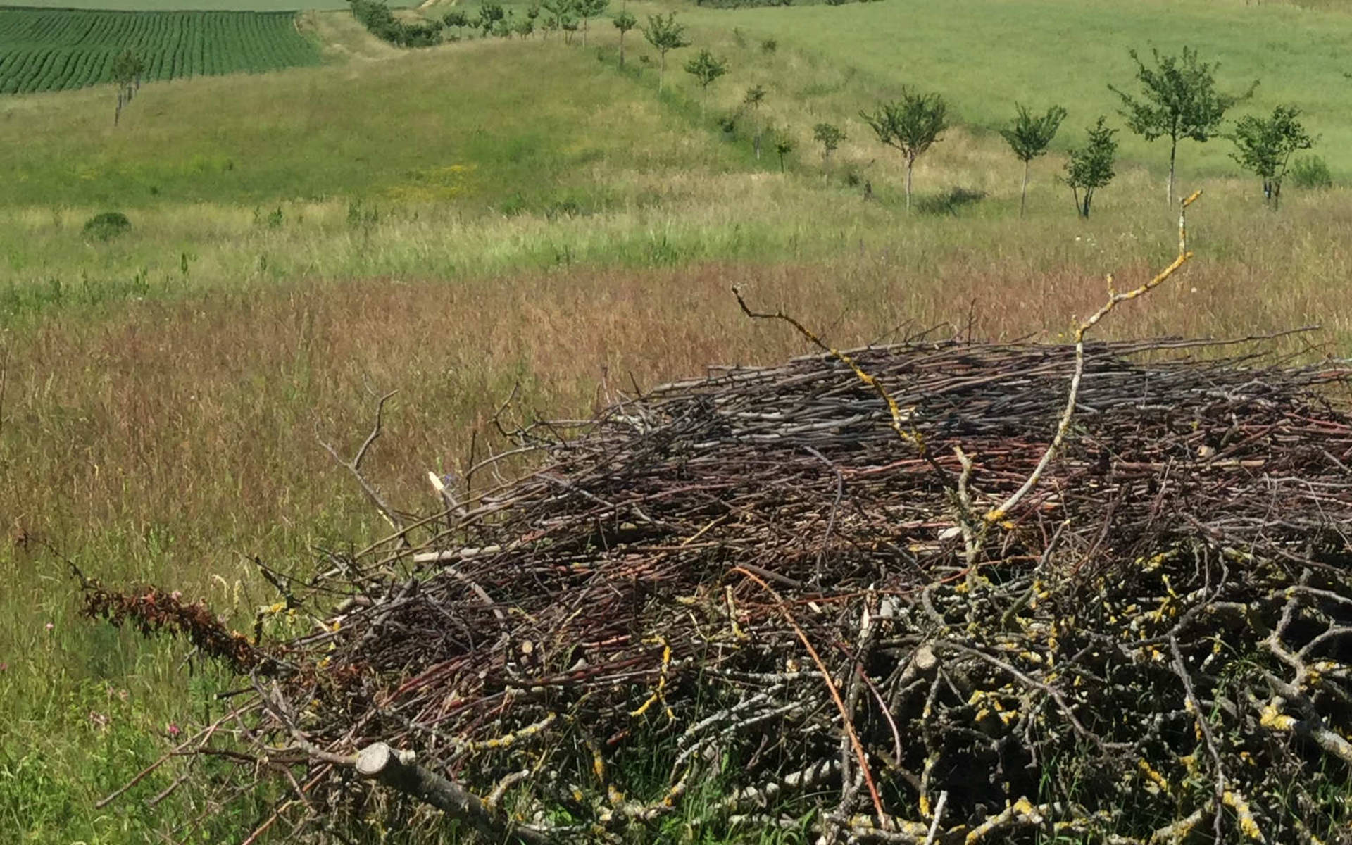 Prairies extensives © Quentin Kohler