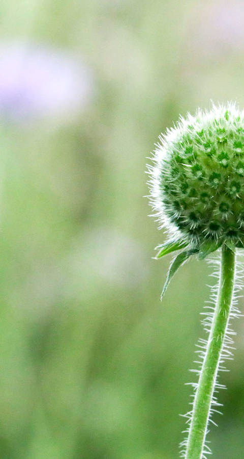 Bouton de coquelicot