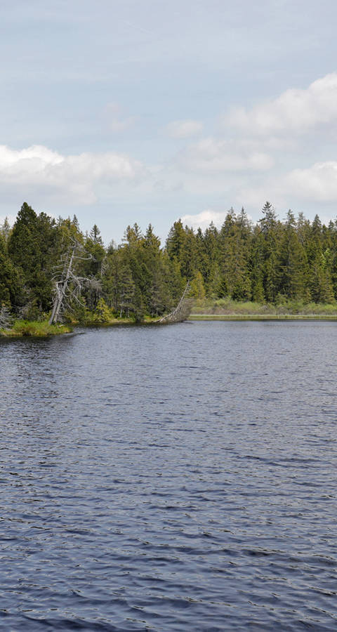 Etang de la Gruère