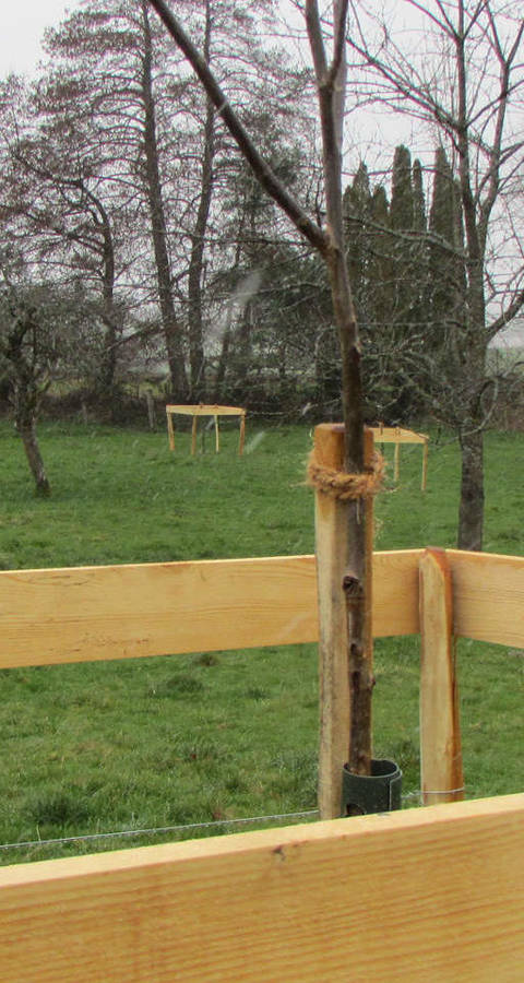 Nouveau verger de notre réserve du Martinet