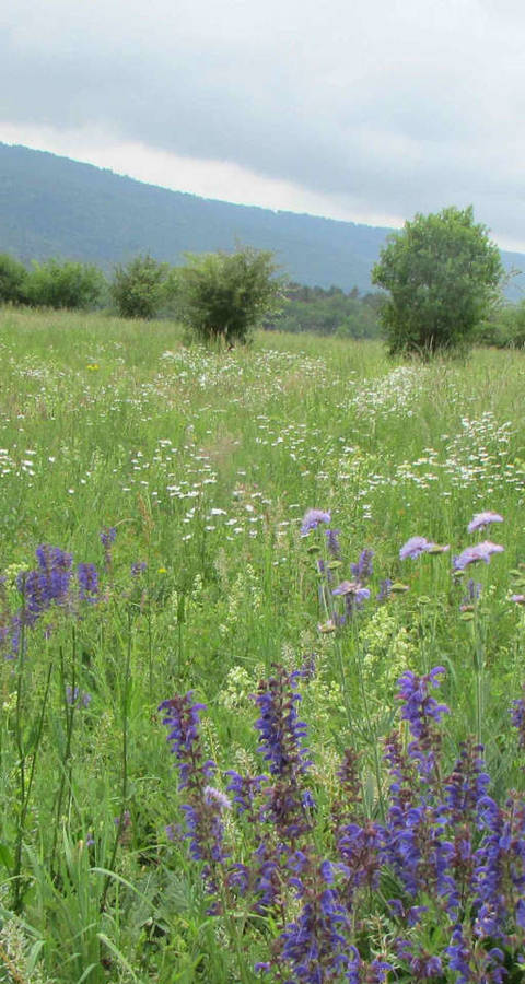 Prairie nord de notre réserve du Banné