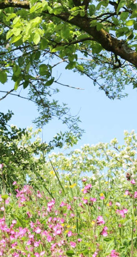 Des jardins de couleur