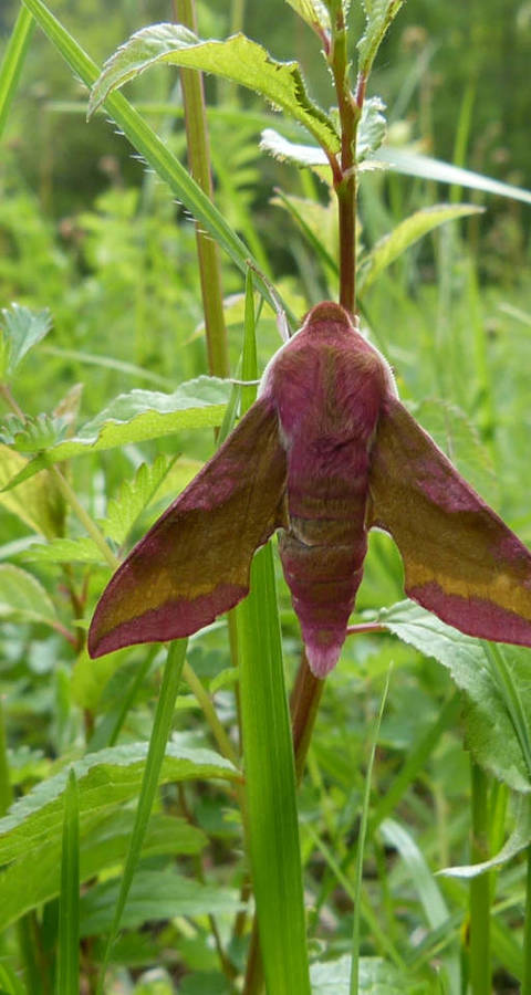 Sphinx de la vigne
