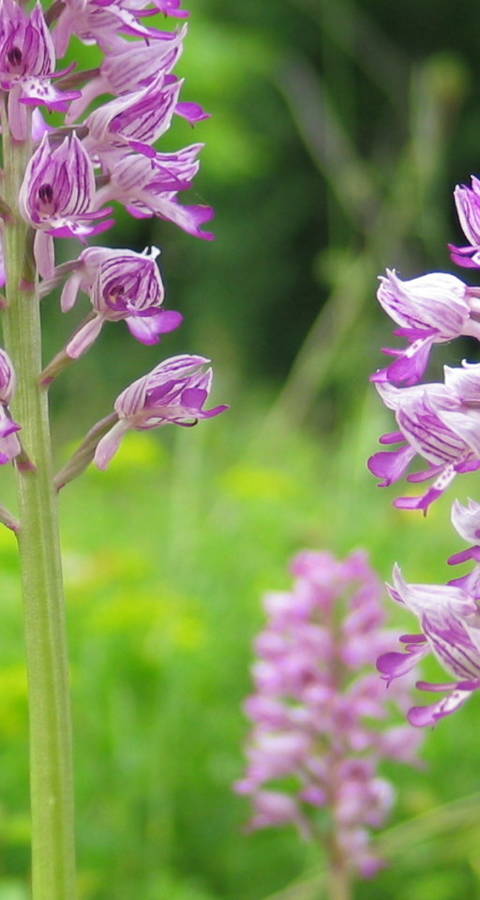 Orchis