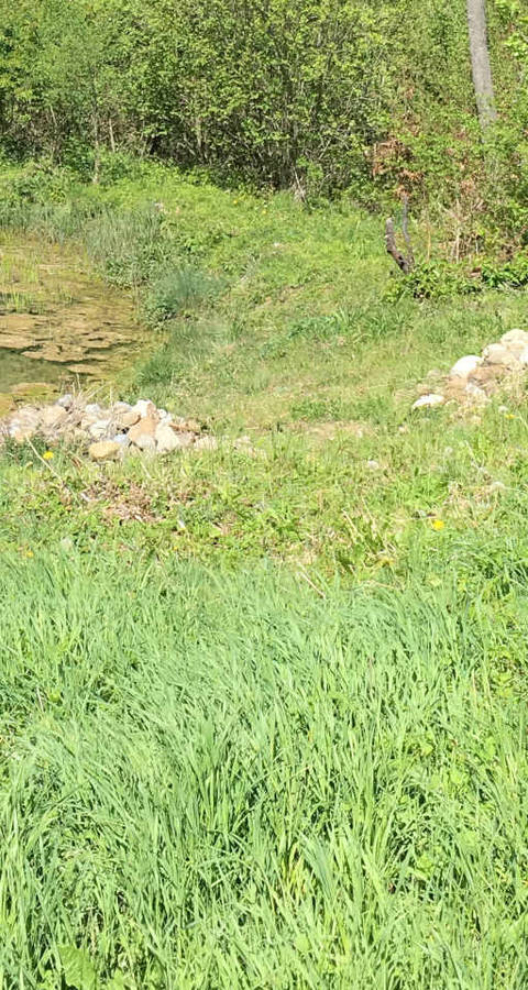 De la nature dans la jardin