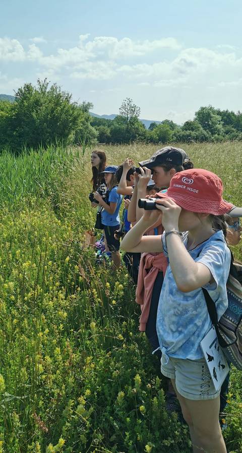 Observation d'oiseaux