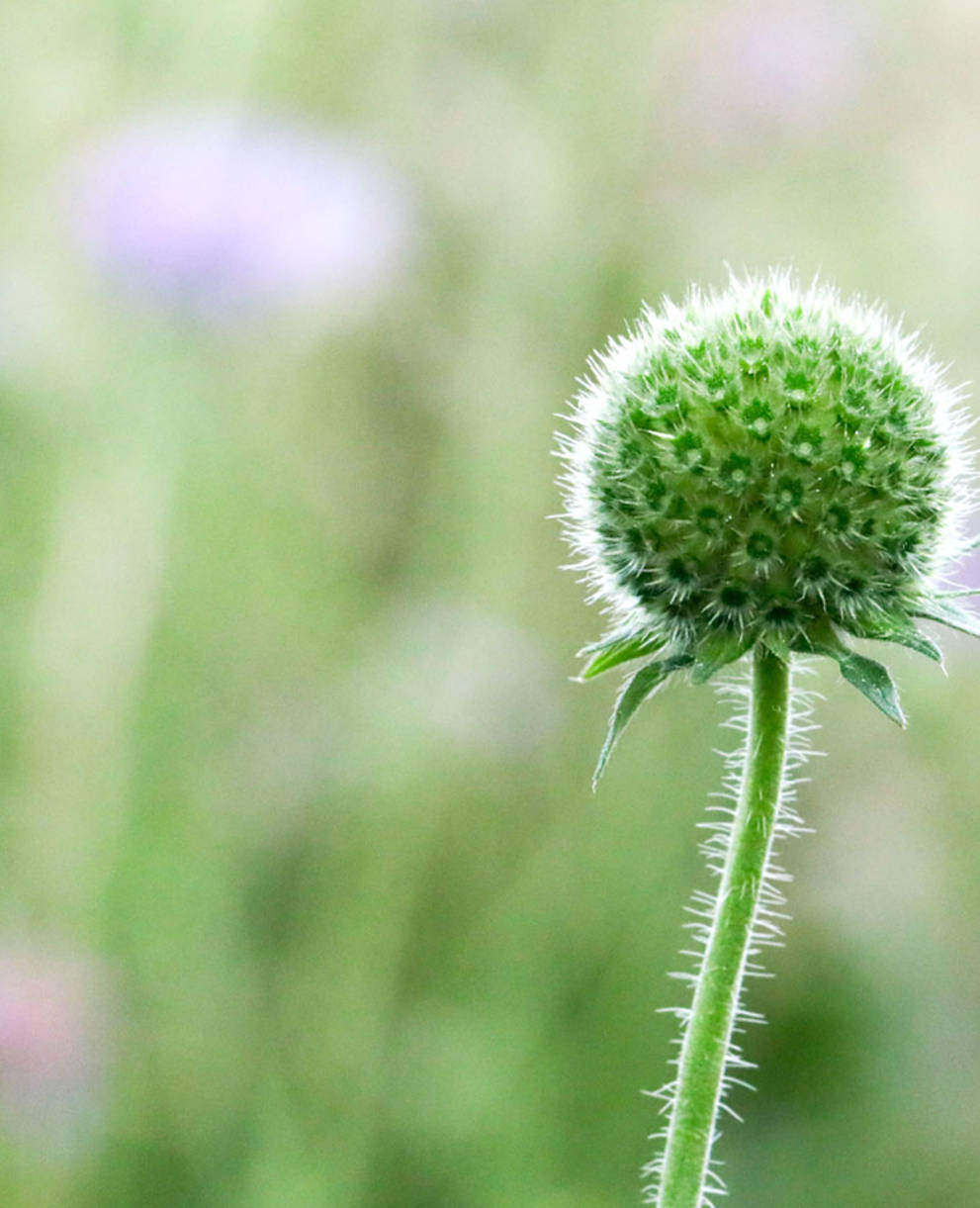 Bouton de coquelicot