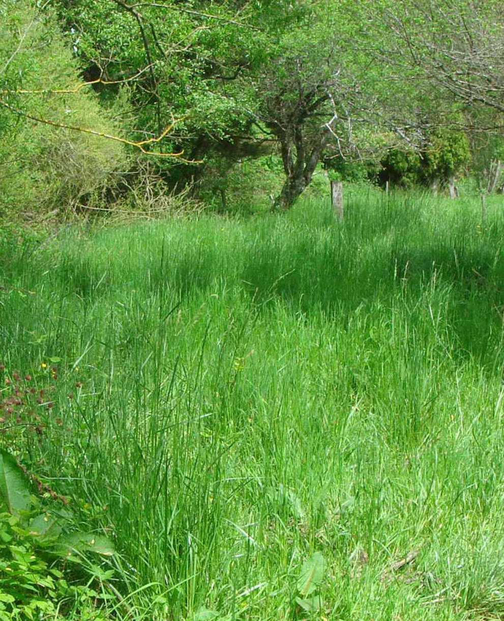 Cours d'eau alimentant les bassins du Martinet