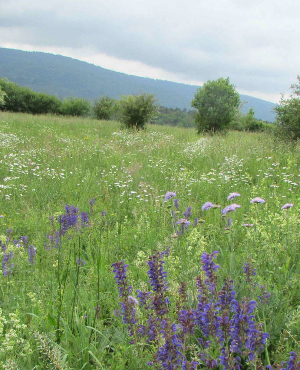 Prairie nord de notre réserve du Banné