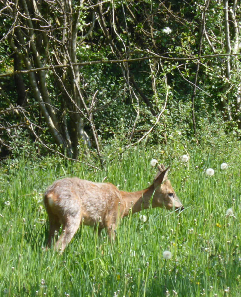 Les vies de Roggenburg sont aussi appréciées par les chevreuils !