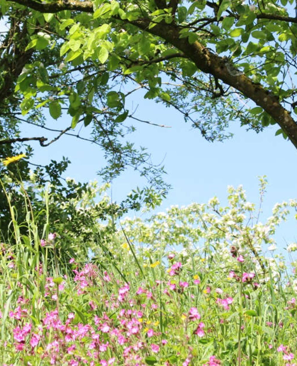 Des jardins de couleur