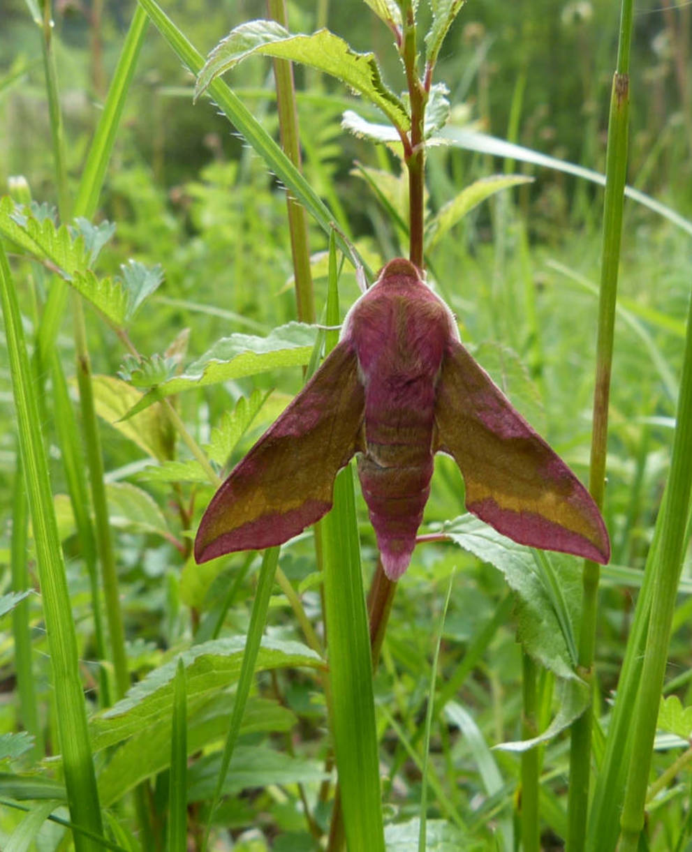 Sphinx de la vigne