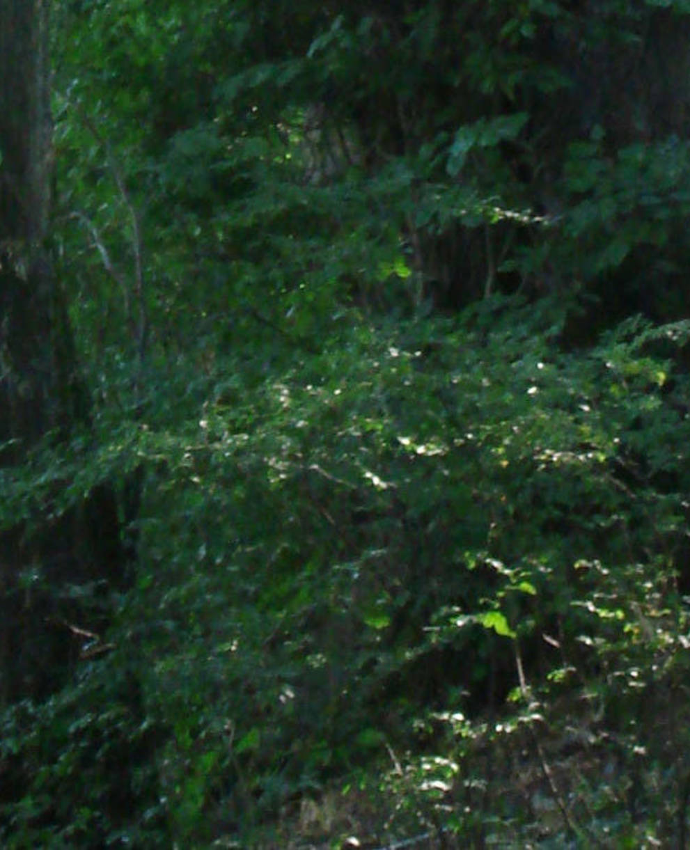 Forêt de Beaupré