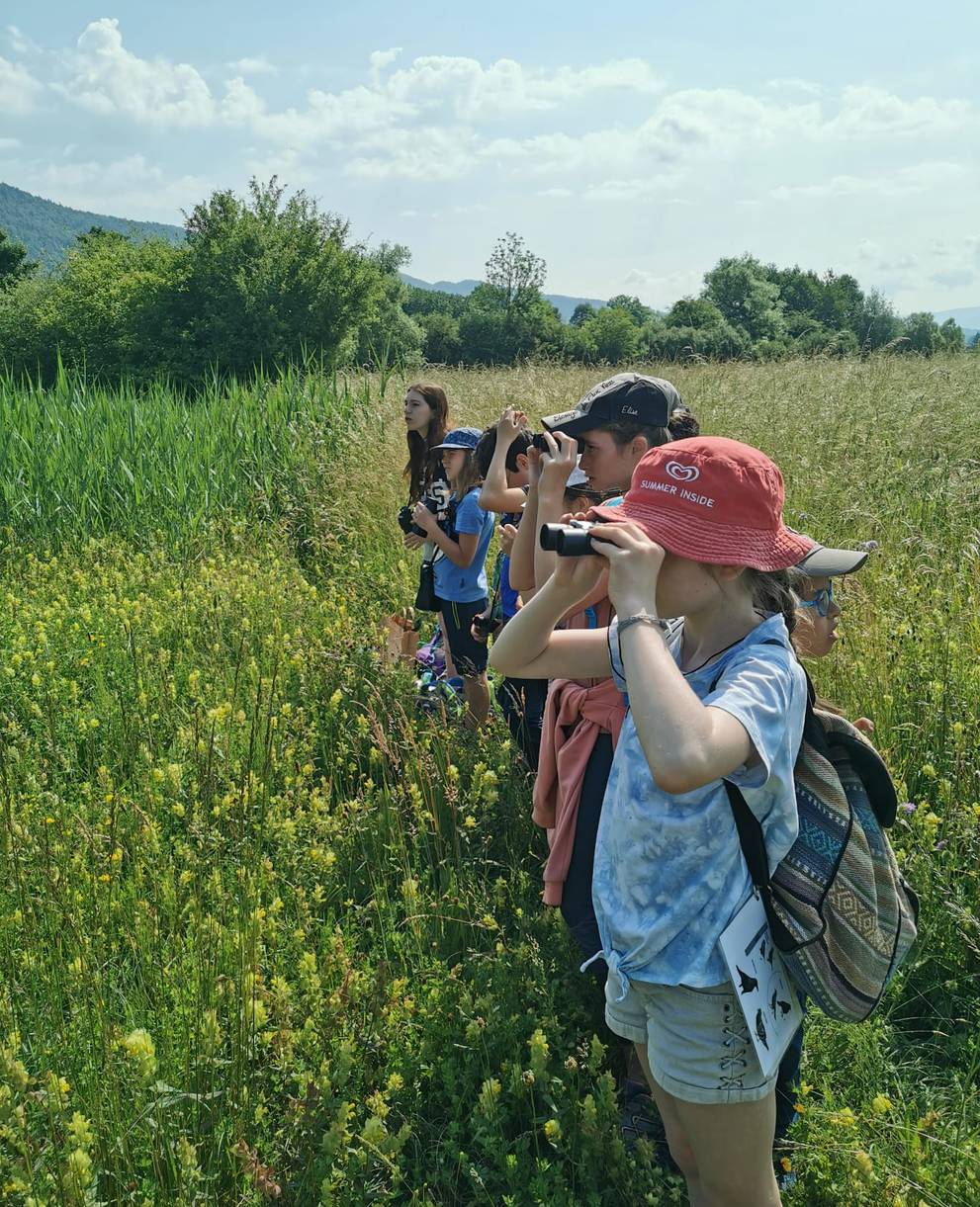 Observation d'oiseaux