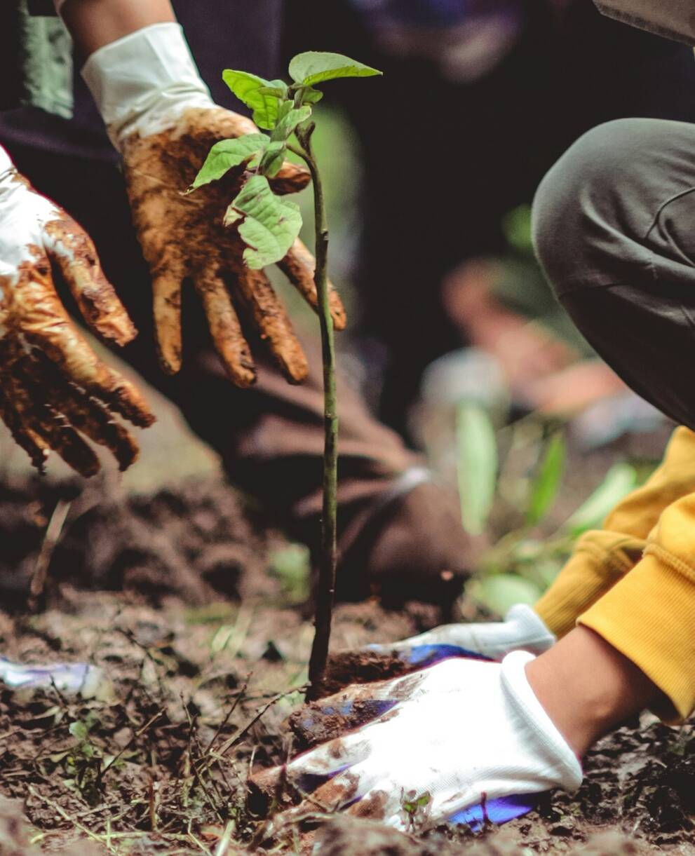 Plantation